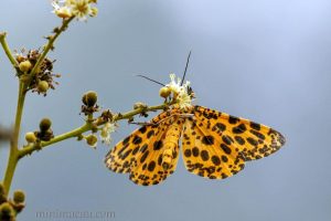 虎紋長翅尺蛾 Obeidia tigata