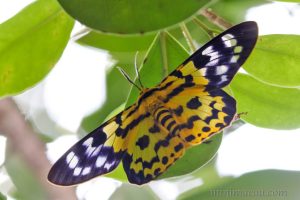 豹尺蛾 Dysphania militaris