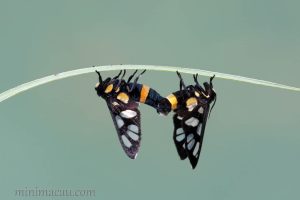 南鹿蛾 Amata sperbius
