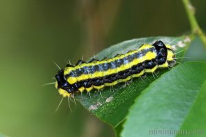 玉帶斑蛾 Pidorus atratus