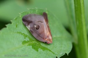廣翅蠟蟬 Ricania sp.