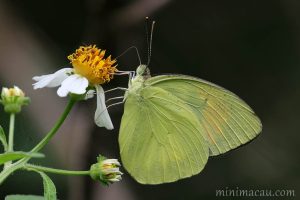 橙粉蝶 Ixias pyrene