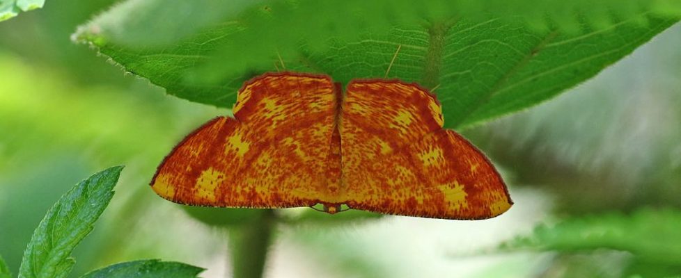 Eumelea biflavata