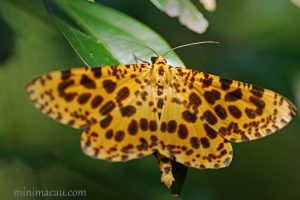 虎紋長翅尺蛾 Obeidia tigata