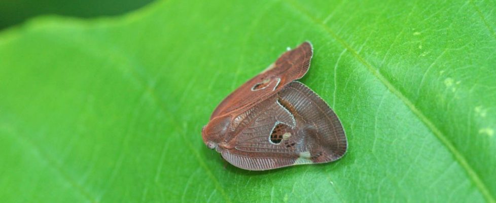 廣翅蠟蟬 Ricania sp.