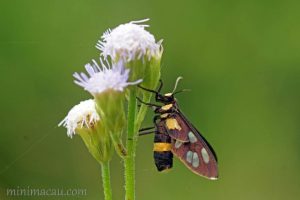 南鹿蛾 Amata sperbius