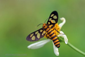 多紋鹿蛾 Amata polymita