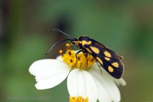 海南黃斑蛾 Artona hainana
