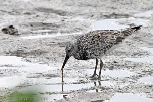 大濱鷸 Calidris tenuirostris