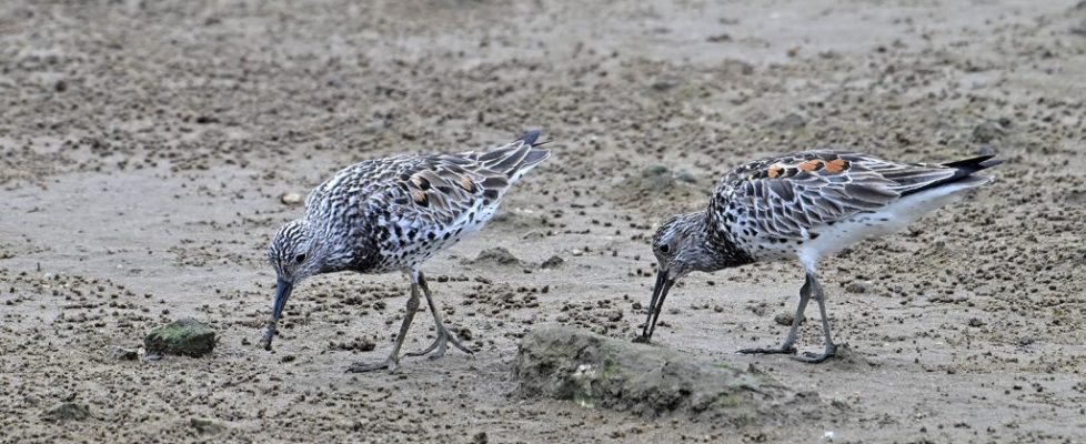 大濱鷸 Calidris tenuirostris