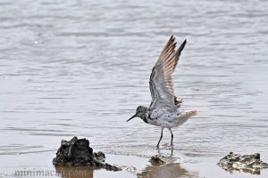大濱鷸 Calidris tenuirostris