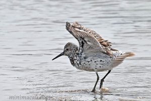 大濱鷸 Calidris tenuirostris