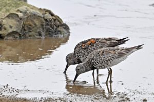 大濱鷸 Calidris tenuirostris