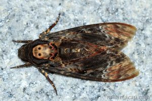 鬼面天蛾 Acherontia lachesis
