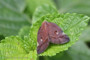 廣翅蠟蟬 Ricania sp.