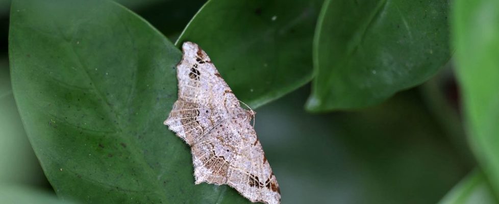 連珠尾尺蛾 Chiasmia emersaria