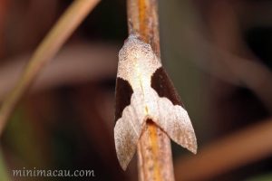 馬蹄兩色夜蛾 Dichromia sagitta