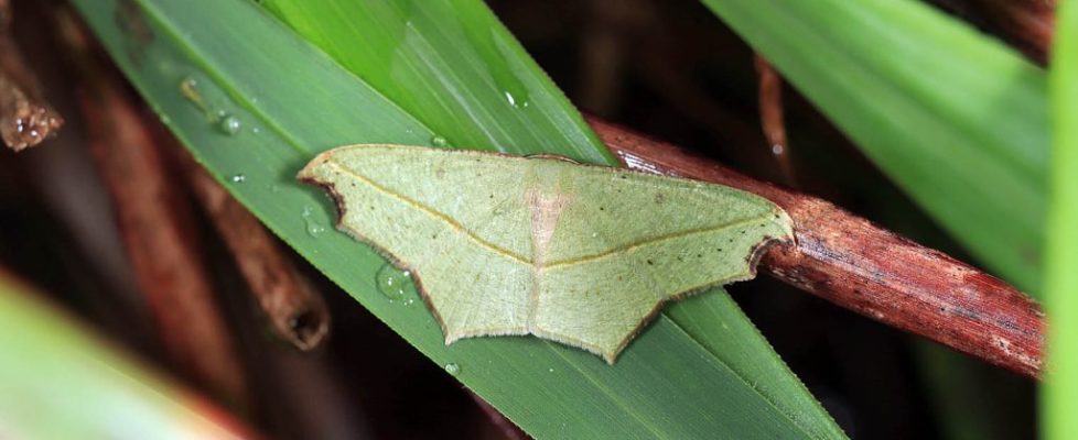 阿決明尺蛾 Traminda aventiaria