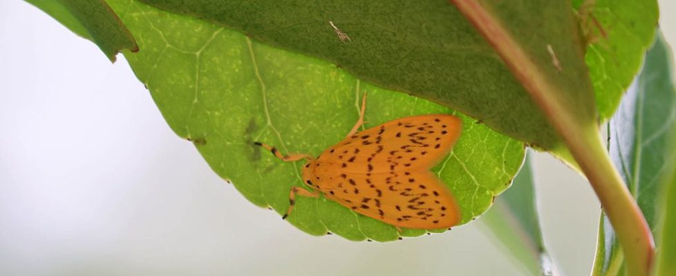關山艷苔蛾 Lyclene alikangiae