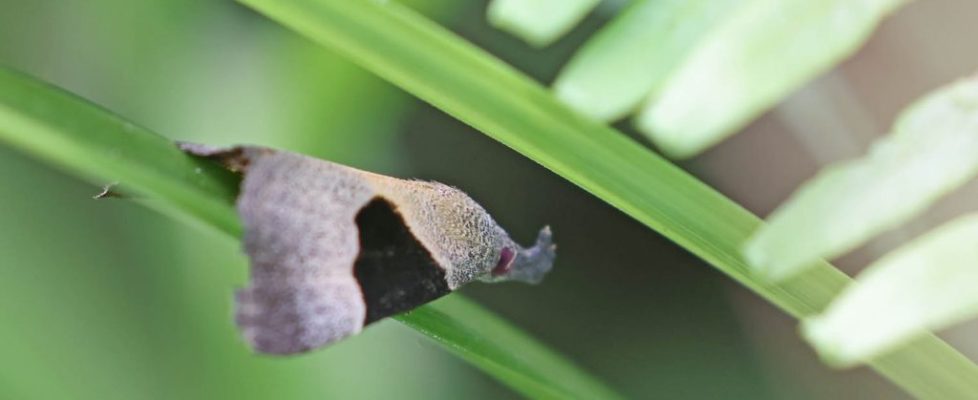 馬蹄兩色夜蛾 Dichromia sagitta