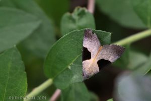 馬蹄兩色夜蛾 Dichromia sagitta