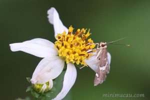 甜菜白帶野螟蛾 Spoladea recurvalis