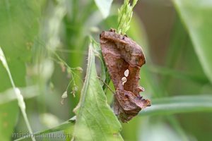 南方錁紋夜蛾 Chrysodeixis eriosoma