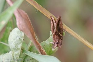 南方錁紋夜蛾 Chrysodeixis eriosoma