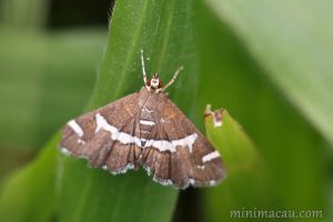 甜菜白帶野螟蛾 Spoladea recurvalis