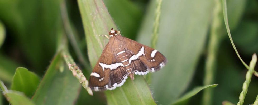 甜菜白帶野螟蛾 Spoladea recurvalis