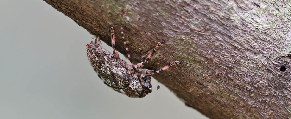 欖仁瘤象天牛 Coptops lichenea