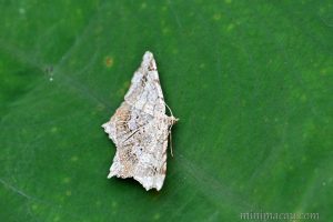 連珠尾尺蛾 Chiasmia emersaria