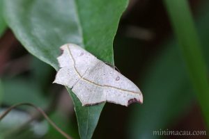 阿決明尺蛾 Traminda aventiaria