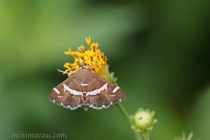 甜菜白帶野螟蛾 Spoladea recurvalis