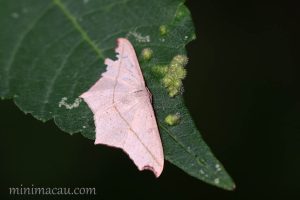 阿決明尺蛾 Traminda aventiaria