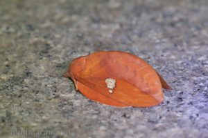 賽紋枯葉蛾 Euthrix isocyma