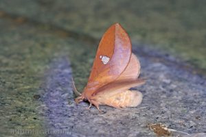 賽紋枯葉蛾 Euthrix isocyma