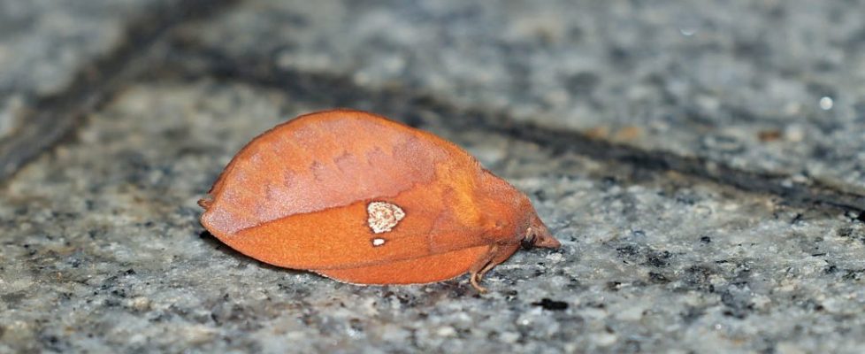 賽紋枯葉蛾 Euthrix isocyma