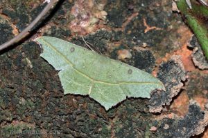 阿決明尺蛾 Traminda aventiaria