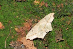 阿決明尺蛾 Traminda aventiaria