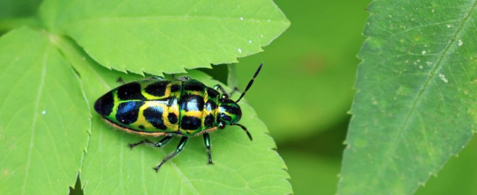 米字長盾蝽 Scutellera nepalensis