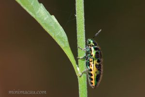 米字長盾蝽 Scutellera nepalensis