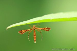 索葡萄羽蛾 Deuterocopus socotranus