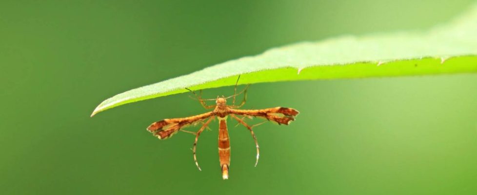 索葡萄羽蛾 Deuterocopus socotranus