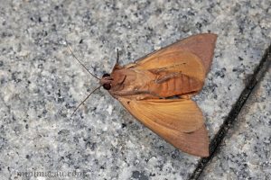 枯安鈕夜蛾 Ophiusa coronata