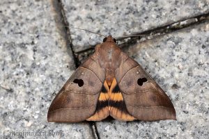 枯安鈕夜蛾 Ophiusa coronata