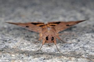 枯安鈕夜蛾 Ophiusa coronata