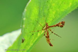 索葡萄羽蛾 Deuterocopus socotranus