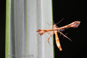 索葡萄羽蛾 Deuterocopus socotranus