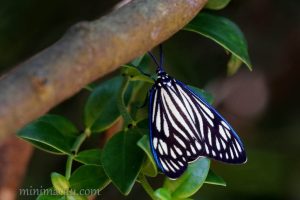 蝶形錦斑蛾 Gyclosia papilionaris